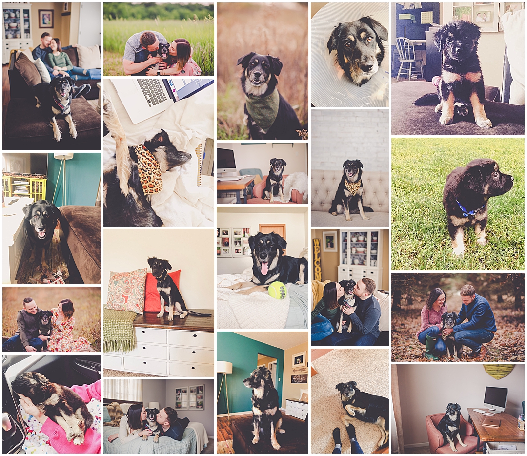 Georgie's Fourth Birthday - Wright-Way Rescue Pup - Dog Birthday Ideas with Chicagoland Wedding Photographer Kara Evans Photographer