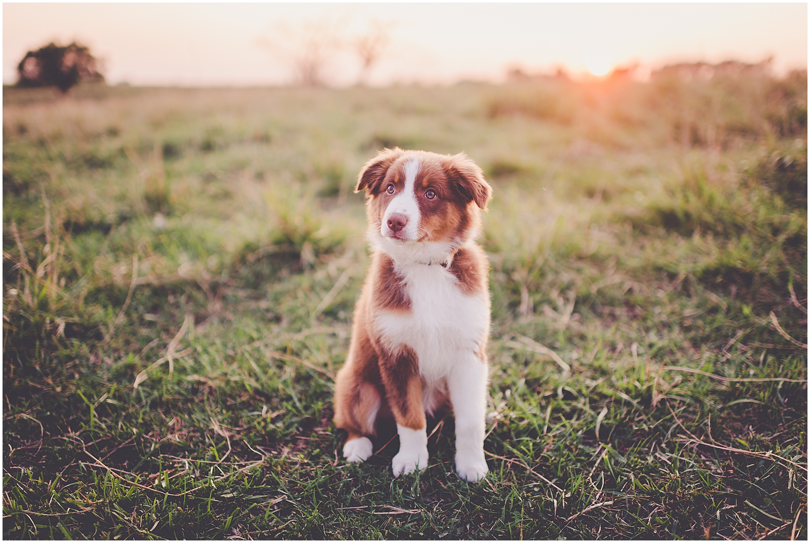 Summer sunset couples and new puppy session in Watseka, Illinois with Chicagoland wedding photographer Kara Evans Photographer.