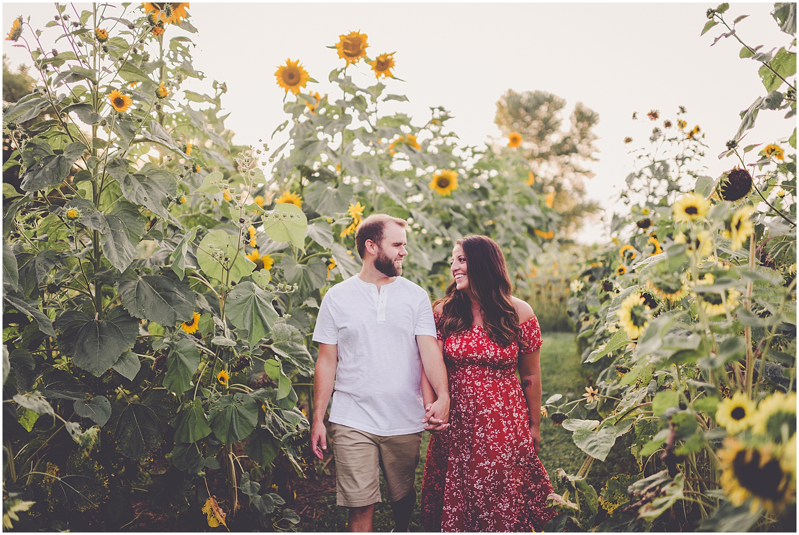 Daniela and Andrew's sunflower engagement photos at Proclamation Flowers with Chicagoland wedding photographer Kara Evans Photographer.