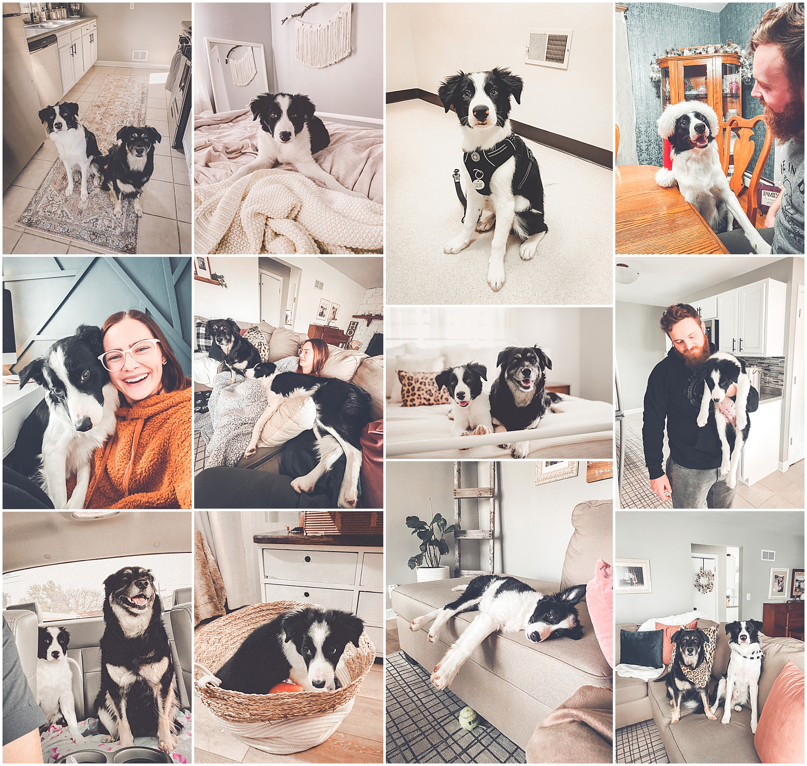 Celebrating our Border Collie puppy Jett's first birthday on February 3rd - Chicagoland wedding photographer Kara Evans Photographer.