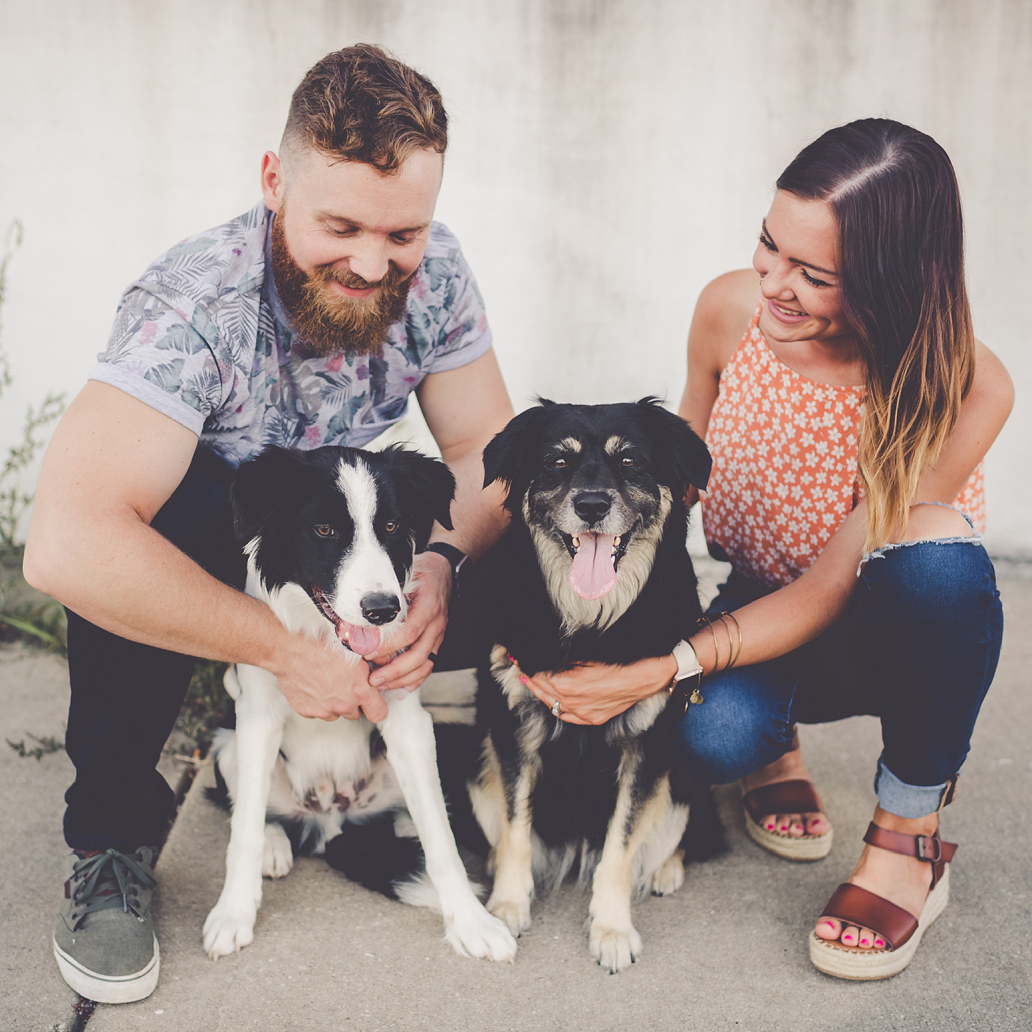 Celebrating our Border Collie puppy Jett's first birthday on February 3rd - Chicagoland wedding photographer Kara Evans Photographer.